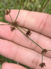 Juncus canadensis