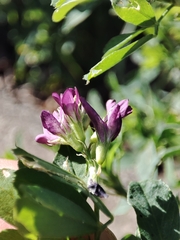 Medicago sativa