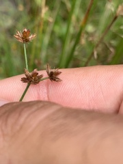 Juncus canadensis