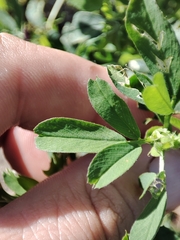Medicago sativa