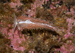 Coryphella