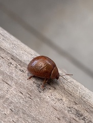 Dicranosterna semipunctata