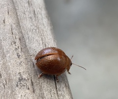 Dicranosterna semipunctata