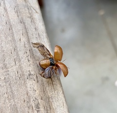 Dicranosterna semipunctata