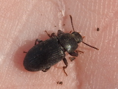 Blapstinus