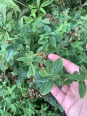 Hypericum punctatum
