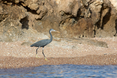 Egretta gularis