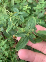 Hypericum punctatum