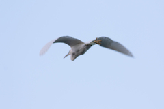 Egretta gularis