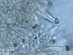 Inocybe albodiscoides