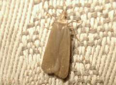 Acompsia cinerella