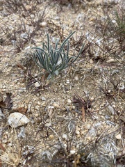 Johnstonella angustifolia