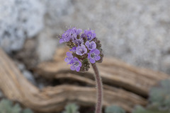 Phacelia crenulata