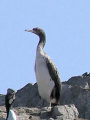 Leucocarbo bougainvillii