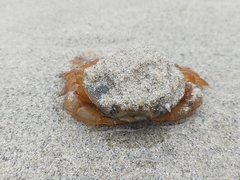 Polybius henslowii