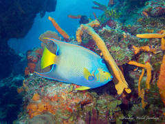 Holacanthus ciliaris