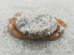 Polybius henslowii