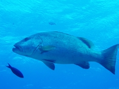 Lutjanus cyanopterus