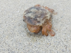 Polybius henslowii