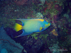 Holacanthus ciliaris
