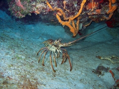 Panulirus argus