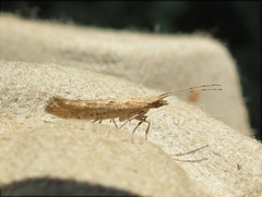 Plutellidae