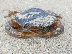 Polybius henslowii