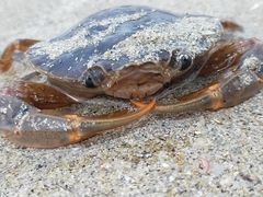 Polybius henslowii