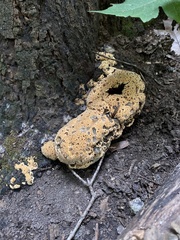 Pseudoinonotus
