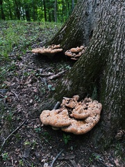 Pseudoinonotus