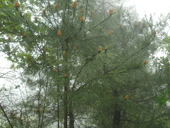 Pinus brutia pityusa