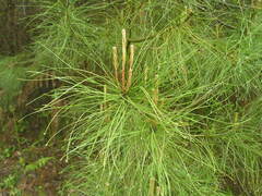 Pinus brutia pityusa