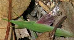 Atractomorpha similis