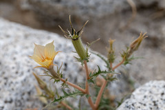 Mentzelia hirsutissima