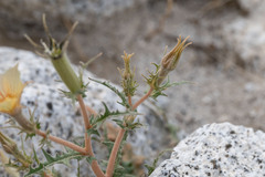 Mentzelia hirsutissima