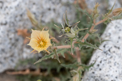Mentzelia hirsutissima