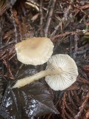 Clitocybe deceptiva