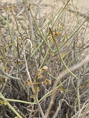 Senna armata