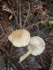 Clitocybe deceptiva