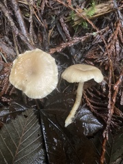 Clitocybe deceptiva