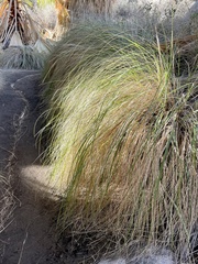 Muhlenbergia rigens