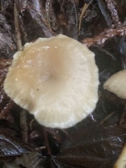 Clitocybe deceptiva