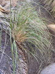Muhlenbergia rigens