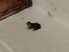 Hyperolius viridiflavus