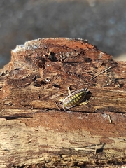 Porcellio haasi