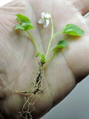 Viola macloskeyi