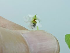 Viola macloskeyi