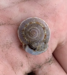 Architectonica nobilis