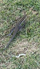 Pholidoscelis exsul