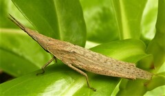 Atractomorpha similis